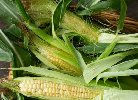 Who should not take corn silk.png